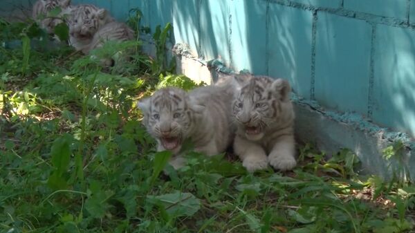 СПУТНИК_Усатая команда, или Белые тигрята из зоопарка Литвы впервые вышли “на охоту - Sputnik Армения