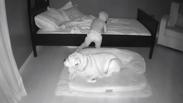 Малышу с собакой в комнате установили видеоняню, кадры с нее умилили Сеть – видео - Sputnik Армения