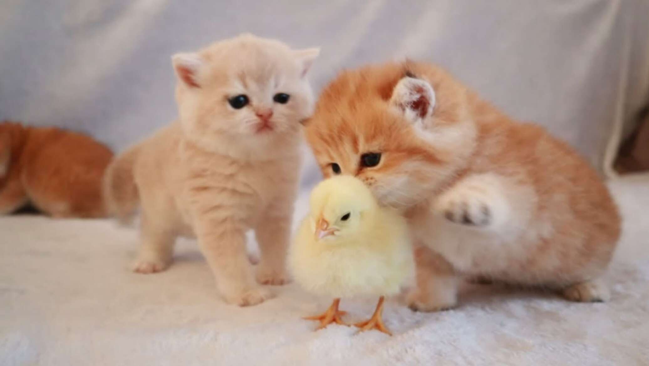 Котенок и цыпленок