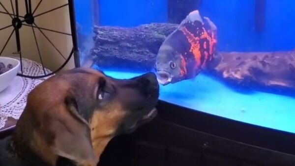 Рыбка Оскар и собака - Sputnik Армения