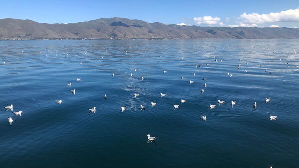 Чайки на озере Севан - Sputnik Արմենիա