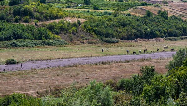 Пасущиеся коровы у взлетно-посадочной полосы недействующего аэропорта Берда, Айгепар, Тавушская область - Sputnik Армения