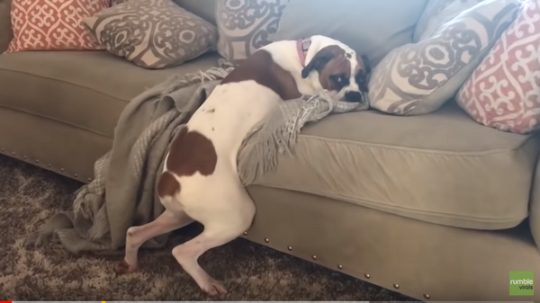 Хозяева запретили собаке лежать на диване. Посмотрите, как поступило хитрое животное  - Sputnik Армения