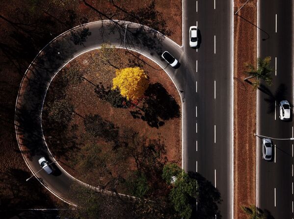 Իպե ծառը ծաղկում է, Բրազիլիա - Sputnik Արմենիա