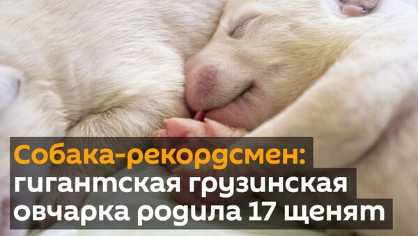 Собака-рекордсмен: гигантская грузинская овчарка родила 17 щенят - Sputnik Армения