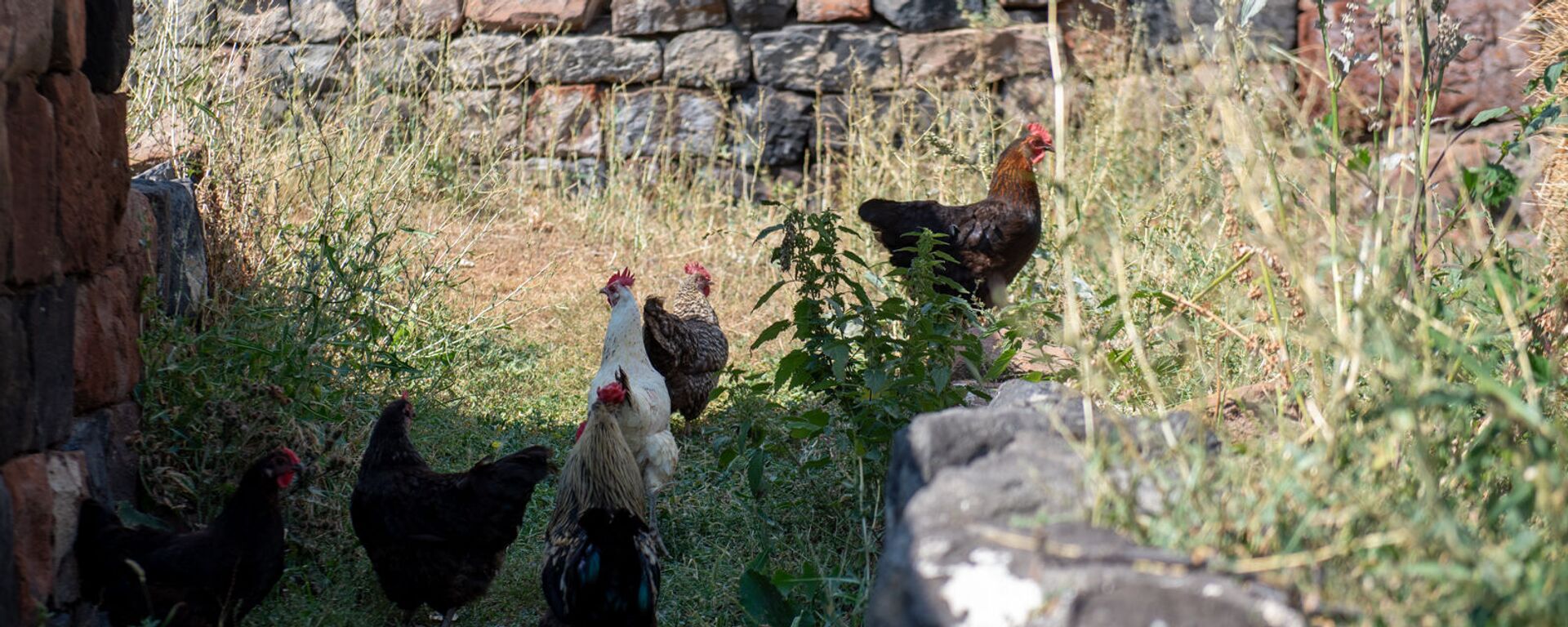 Курицы в селе Джрадзор в Ширакской области - Sputnik Армения, 1920, 17.07.2021