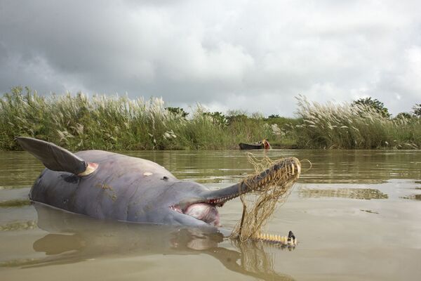 Снимок Death On The Ganges индийского фотографа Ganesh Chowdhury, получивший особое упоминание в категории Conservation Issues конкурса Nature inFocus Photo Awards 2020 Снимок Death On The Ganges индийского фотографа Ganesh Chowdhury, получивший особое упоминание в категории Conservation Issues конкурса Nature inFocus Photo Awards 2020 - Sputnik Армения
