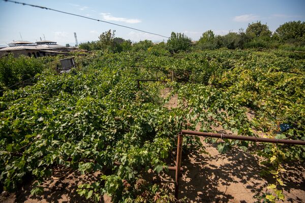 Русская жена, девичья краса винограда и мутант ЕрАз: до чего доводит тоска по Армении Русская жена, девичья краса винограда и мутант ЕрАз: до чего доводит тоска по Армении - Sputnik Армения