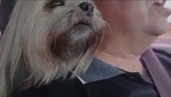 Собака с хозяином в машине - Sputnik Армения