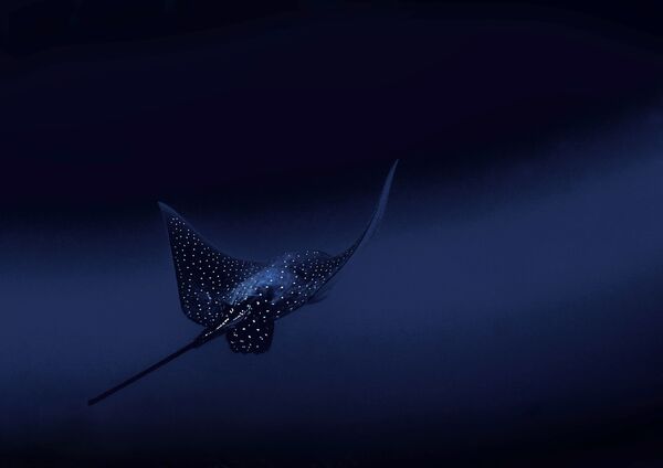Снимок Spotted eagle ray фотографа Francesca Page, ставший победителем в категории Nature конкурса National Geographic Traveller Photography Competition 2020 - Sputnik Армения