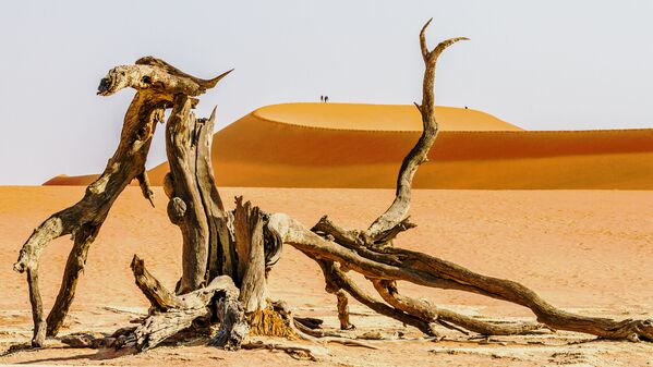Снимок Dead wood фотографа George Turnbull, ставший финалистом в категории LANDSCAPES конкурса National Geographic Traveller Photography Competition 2020 Снимок Dead wood фотографа George Turnbull, ставший финалистом в категории LANDSCAPES конкурса National Geographic Traveller Photography Competition 2020 - Sputnik Армения