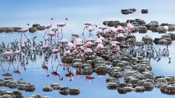 Снимок Flamingos фотографа Tony Zhang, ставший финалистом в категории NATURE конкурса National Geographic Traveller Photography Competition 2020 - Sputnik Армения