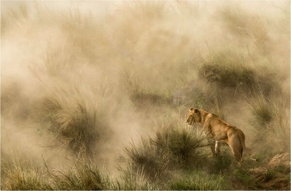 Снимок Lioness in a sandstorm фотографа Diana Knight, ставший финалистом в категории NATURE конкурса National Geographic Traveller Photography Competition 2020 Снимок Lioness in a sandstorm фотографа Diana Knight, ставший финалистом в категории NATURE конкурса National Geographic Traveller Photography Competition 2020 - Sputnik Армения