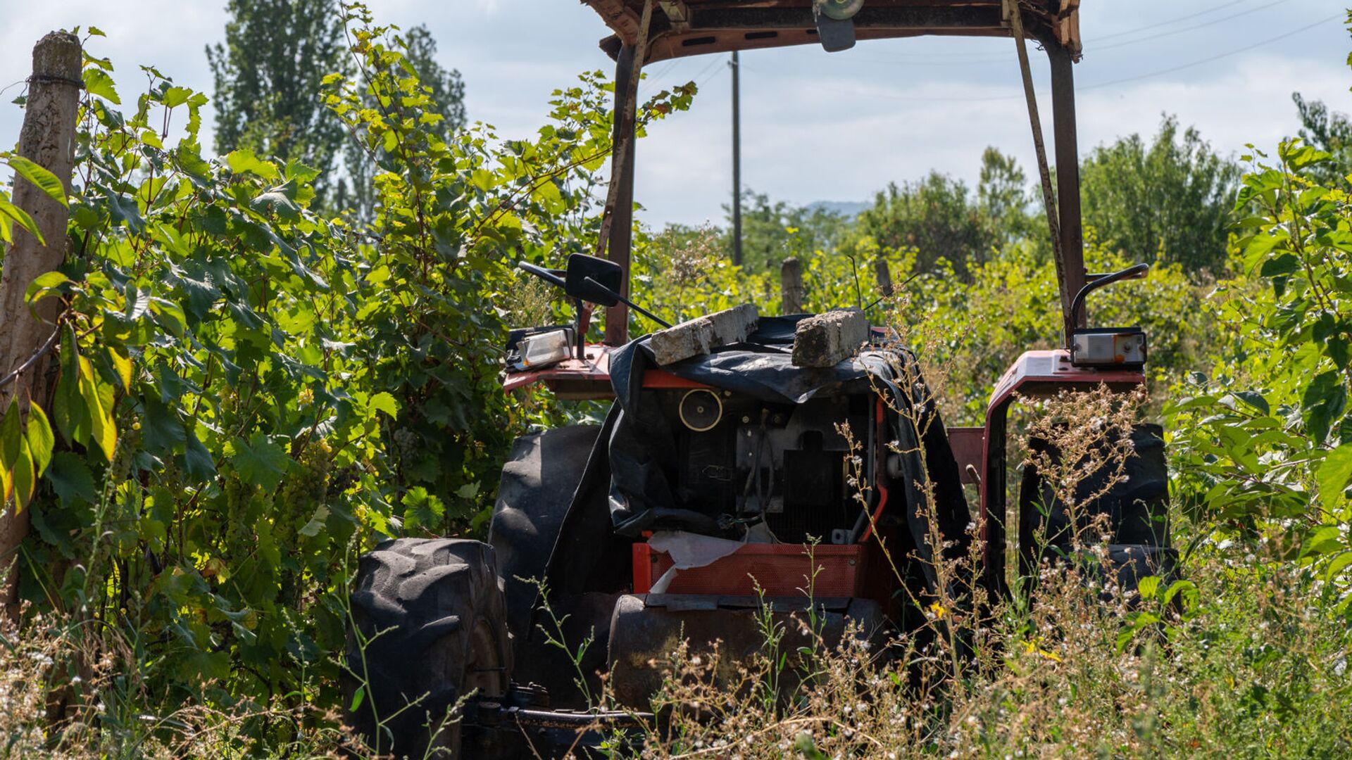 Трактор у виноградного поля в общине Айгепар - Sputnik Արմենիա, 1920, 11.02.2021