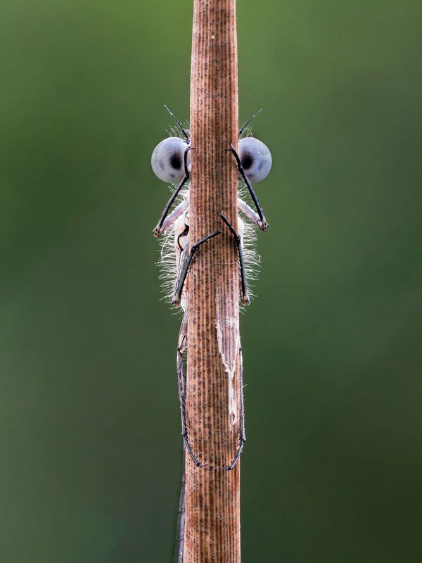 Снимок Hide and Seek фотографа Tim Hearn, ставший финалистом конкурса 2020 The Comedy Wildlife Photography Awards Снимок Hide and Seek фотографа Tim Hearn, ставший финалистом конкурса 2020 The Comedy Wildlife Photography Awards - Sputnik Армения
