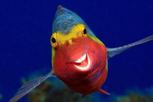 Снимок Smiley фотографа Arthur Telle Thiemenn, ставший финалистом конкурса 2020 The Comedy Wildlife Photography Awards Снимок Smiley фотографа Arthur Telle Thiemenn, ставший финалистом конкурса 2020 The Comedy Wildlife Photography Awards - Sputnik Армения