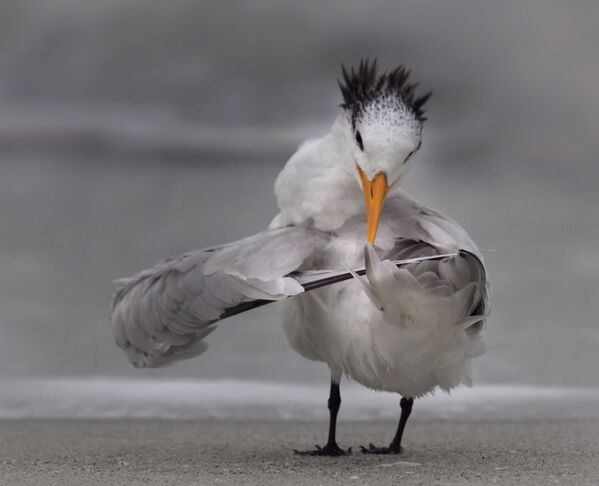 Снимок Tern tuning its wings фотографа Danielle D'Ermo, ставший финалистом конкурса 2020 The Comedy Wildlife Photography Awards Снимок Tern tuning its wings фотографа Danielle D'Ermo, ставший финалистом конкурса 2020 The Comedy Wildlife Photography Awards - Sputnik Армения