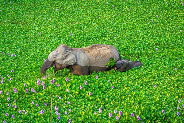 Снимок Wait up Mommy, look what I got for you! фотографа Kunal Gupta, ставший финалистом конкурса 2020 The Comedy Wildlife Photography Awards Снимок Wait up Mommy, look what I got for you! фотографа Kunal Gupta, ставший финалистом конкурса 2020 The Comedy Wildlife Photography Awards - Sputnik Армения