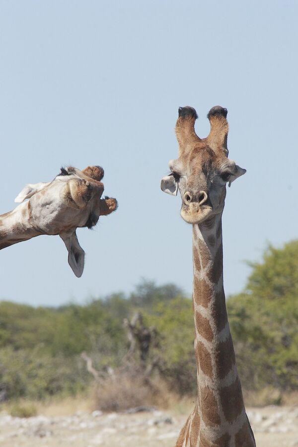 Снимок Crashing into the picture фотографа Brigitte Alcalay Marcon, ставший финалистом конкурса 2020 The Comedy Wildlife Photography Awards Снимок Crashing into the picture фотографа Brigitte Alcalay Marcon, ставший финалистом конкурса 2020 The Comedy Wildlife Photography Awards - Sputnik Армения