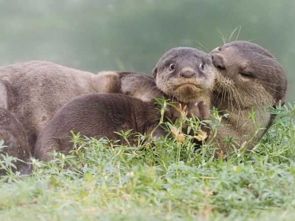 Снимок It's the last day of school holidays фотографа Max Teo, ставший финалистом конкурса 2020 The Comedy Wildlife Photography Awards Снимок It's the last day of school holidays фотографа Max Teo, ставший финалистом конкурса 2020 The Comedy Wildlife Photography Awards - Sputnik Армения