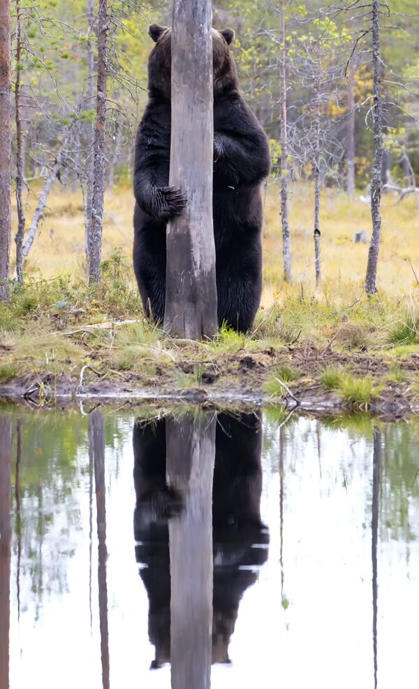 Снимок Doggo фотографа Esa Ringbom , ставший финалистом конкурса 2020 The Comedy Wildlife Photography Awards Снимок Doggo фотографа Esa Ringbom , ставший финалистом конкурса 2020 The Comedy Wildlife Photography Awards - Sputnik Армения