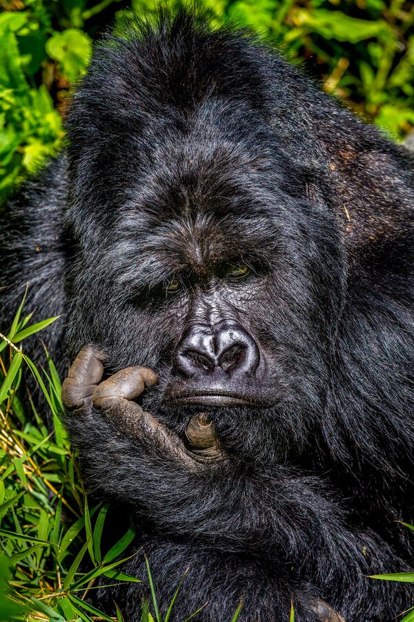 Снимок Boredom фотографа Marcus Westberg, ставший финалистом конкурса 2020 The Comedy Wildlife Photography Awards Снимок Boredom фотографа Marcus Westberg, ставший финалистом конкурса 2020 The Comedy Wildlife Photography Awards - Sputnik Армения