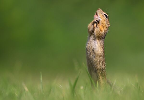 Снимок O Sole Mio фотографа Roland Kranitz, ставший финалистом конкурса 2020 The Comedy Wildlife Photography Awards Снимок O Sole Mio фотографа Roland Kranitz, ставший финалистом конкурса 2020 The Comedy Wildlife Photography Awards - Sputnik Армения