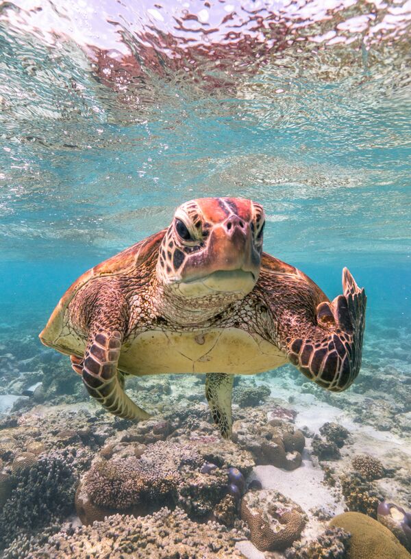 Снимок Terry the Turtle flipping the bird фотографа Mark Fitzpatrick, ставший финалистом конкурса 2020 The Comedy Wildlife Photography Awards Снимок Terry the Turtle flipping the bird фотографа Mark Fitzpatrick, ставший финалистом конкурса 2020 The Comedy Wildlife Photography Awards - Sputnik Армения