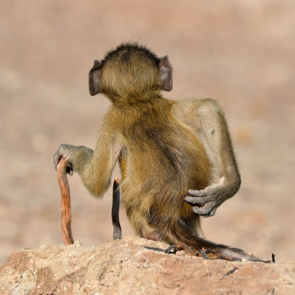 Снимок Socially Uninhibited фотографа Martin Grace, ставший финалистом конкурса 2020 The Comedy Wildlife Photography Awards Снимок Socially Uninhibited фотографа Martin Grace, ставший финалистом конкурса 2020 The Comedy Wildlife Photography Awards - Sputnik Армения