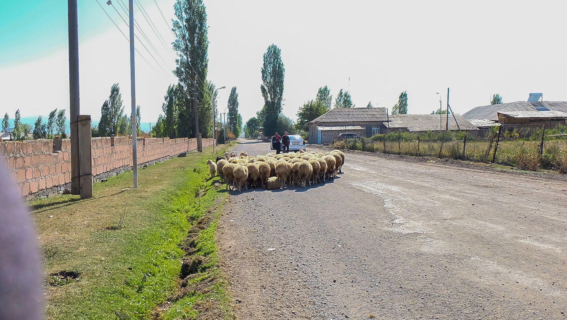 Стадо овец в селе Норакерт - Sputnik Արմենիա, 1920, 05.06.2021