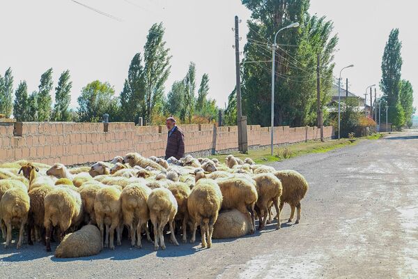 «Մենք դրանց ցույց կտանք». Վարդենիսի գյուղերում պատրաստ են պատերազմին «Մենք դրանց ցույց կտանք». Վարդենիսի գյուղերում պատրաստ են պատերազմին - Sputnik Արմենիա