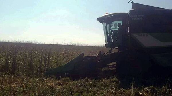 В Карабахе продолжаются работы по сбору урожая кукурузы и подсолнечника - Sputnik Արմենիա