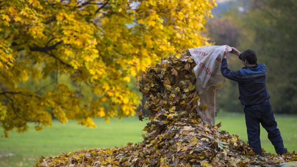 Дворник собирает опавшие с деревьев листья в парке Коломенское в Москве - Sputnik Армения