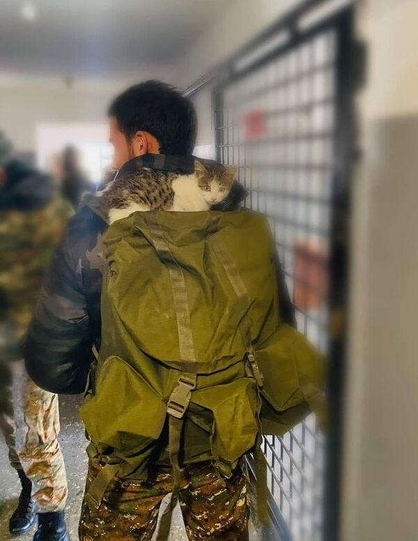 Котики и песики армянской армии, или Как спасает дружба на передовой Котики и песики армянской армии, или Как спасает дружба на передовой - Sputnik Армения