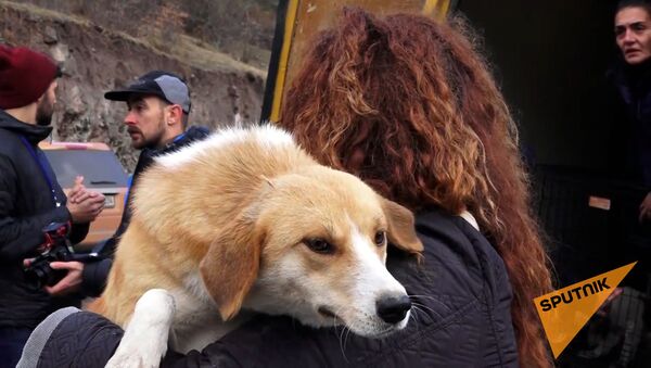 Волонтеры армянской организации по защите животных Динго тим забирают собак из Карвачарского района - Sputnik Армения