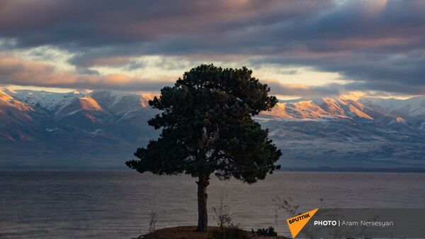 Одинокое дерево на берегу озера Севан, Гегаркуник - Sputnik Արմենիա