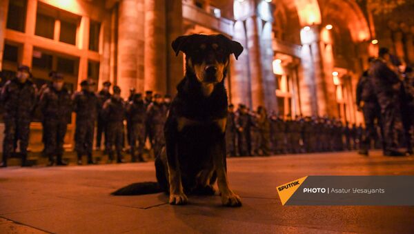Щенок перед Домом правительства во время акции протеста против премьер-министра и правительства (1 декабря 2020). Еревaн - Sputnik Армения