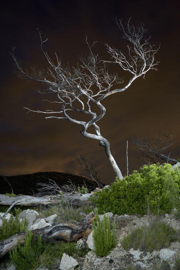 Снимок Dead Tree французского фотографа Charles Xelot, победивший в категории Changing Forests конкурса 2020 Earth Photo - Sputnik Армения