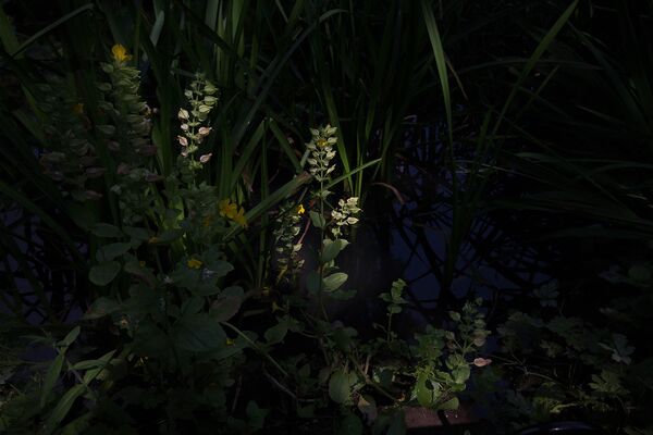 Снимок Flora Sample британского фотографа Sophie Bartlett, вошедший в шортлист категории Nature конкурса Earth Photo 2020 Снимок Flora Sample британского фотографа Sophie Bartlett, вошедший в шортлист категории Nature конкурса Earth Photo 2020 - Sputnik Армения