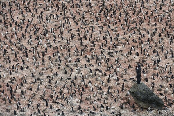 Снимок Penguin Scientists in Antarctica шведского фотографа Christian Åslund, вошедший в шортлист категории A Climate of Change конкурса Earth Photo 2020 Снимок Penguin Scientists in Antarctica шведского фотографа Christian Åslund, вошедший в шортлист категории A Climate of Change конкурса Earth Photo 2020 - Sputnik Армения