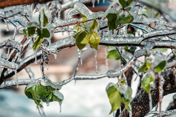 Сосульки на дереве после ледяной бури во Владивостоке - Sputnik Армения