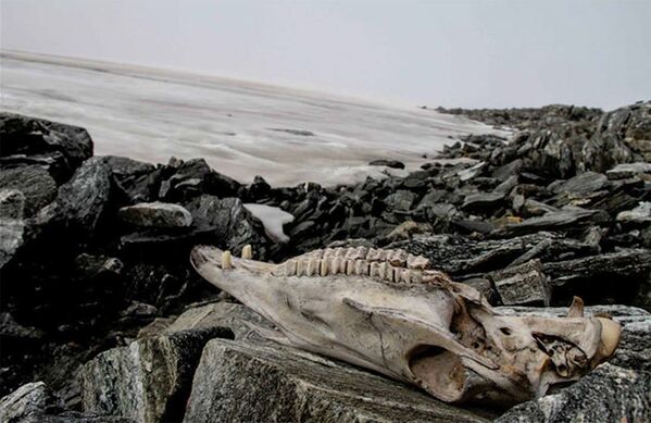 Նորվեգիայի Lendbreen սառցադաշտի մեջ հայտնաբերված ձիու գանգը  - Sputnik Արմենիա