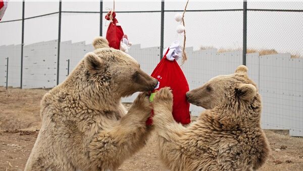 В Центре спасения диких животных (WRC) устроили новогодние подарки для медведей - Sputnik Армения