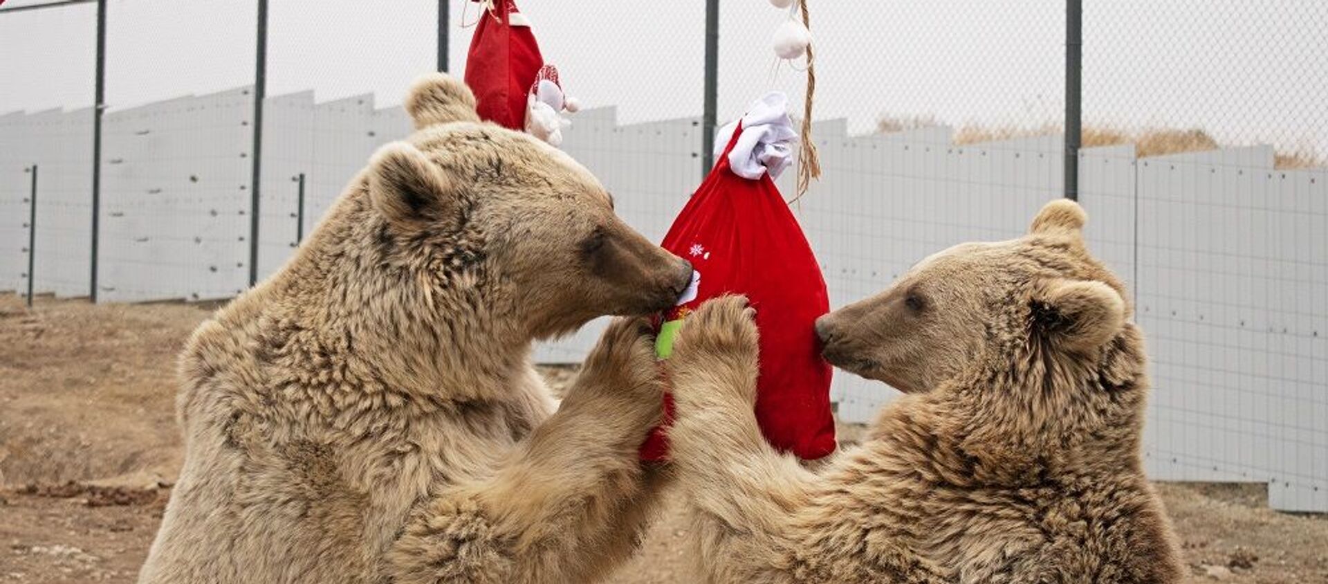 В Центре спасения диких животных (WRC) устроили новогодние подарки для медведей - Sputnik Արմենիա, 1920, 12.01.2021