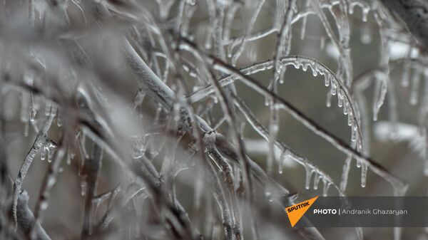 Лед на дереве - Sputnik Արմենիա