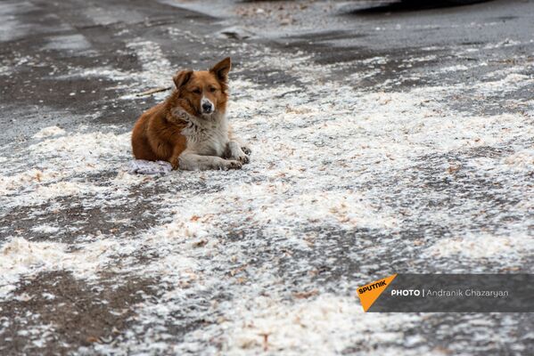 Փողոցային շունը նստել է պատռած բարձի փետուրների վրա։ Երևան - Sputnik Արմենիա