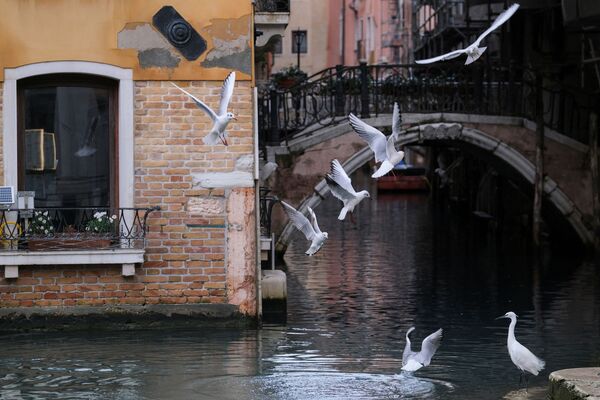 Птицы над каналом в Венеции  - Sputnik Армения