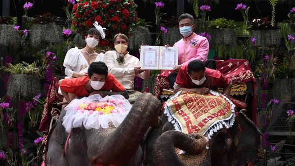 Пара получает свидетельство о браке от провинциального чиновника во время прогулки на слонах во время празднования Дня Святого Валентина в Таиланде - Sputnik Արմենիա