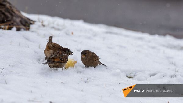 Воробьи на снегу - Sputnik Армения