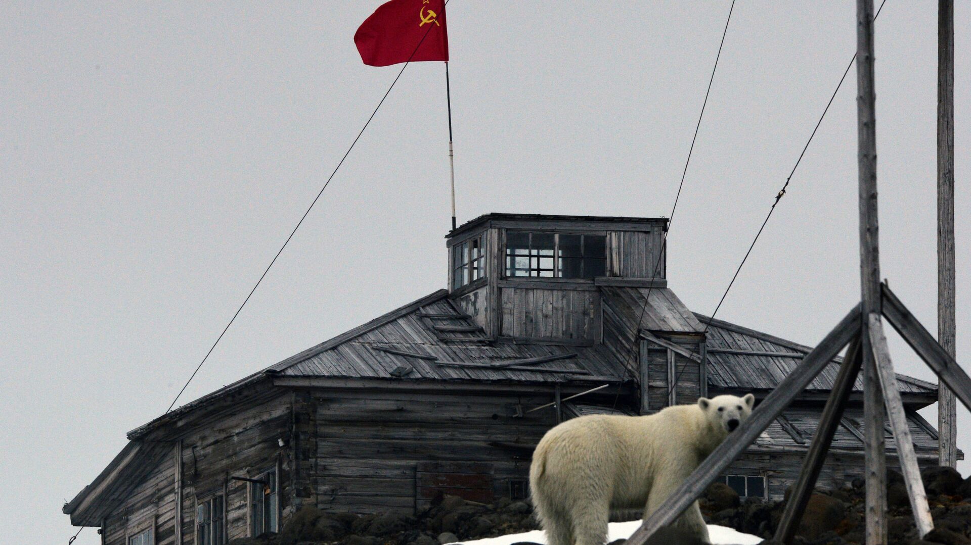 Белый медведь на территории полярной станции на берегу бухты Тихая на острове Гукера архипелага Земля Франца-Иосифа - Sputnik Армения, 1920, 14.04.2021